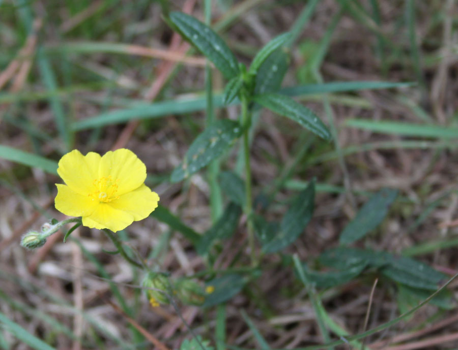 bosco misto 7 -. Helianthemum sp.